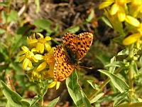 Papillon (ord Lepidopteres) (Photo F. Mrugala) (1)